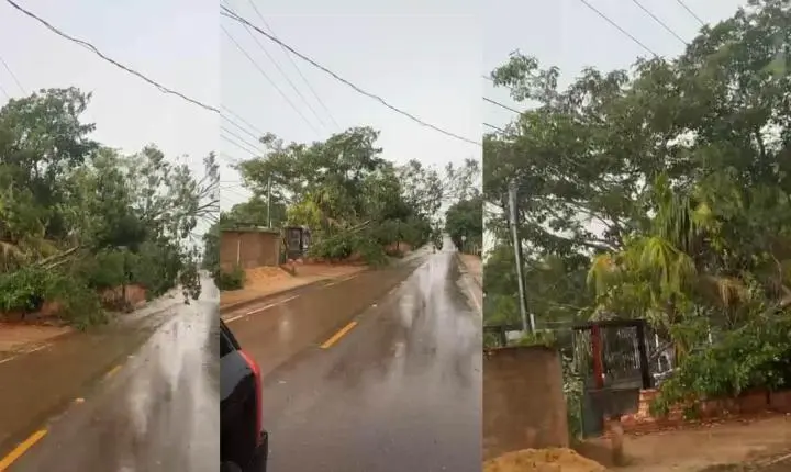 Queda de árvore provocada por temporal bloqueia via e derruba fios de energia na Estrada da Penal em Porto Velho